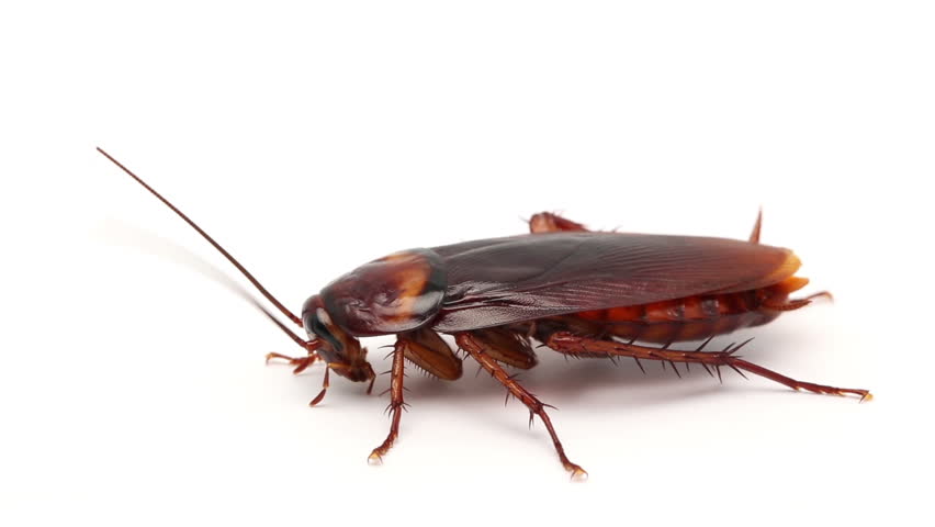 Oriental Cockroach Infestation