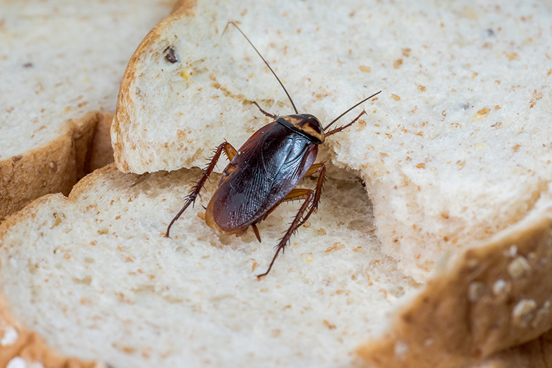 Cockroach nibbling on bread