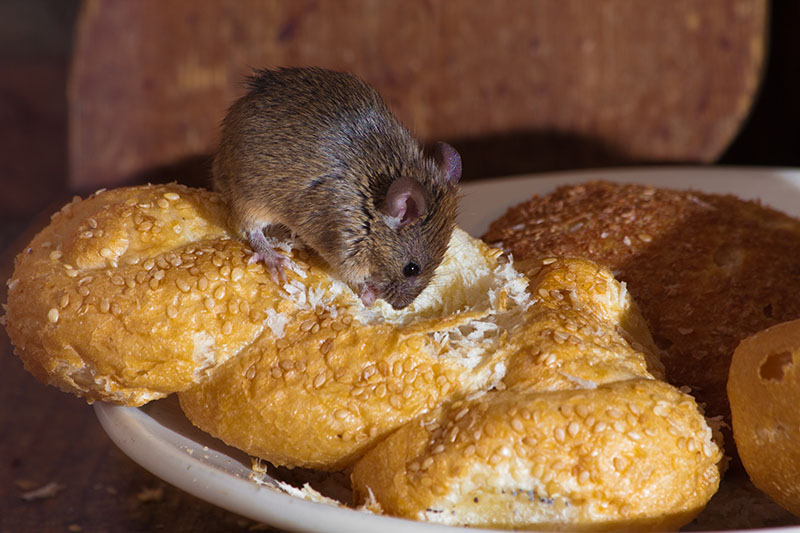 Mouse eating bread in kitchen