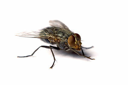flies pest control
