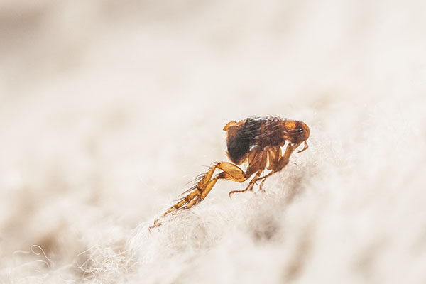microscopic flea on animal fur