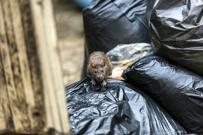 Rat on bags of rubbish