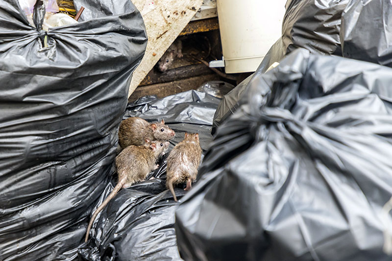 Rats on bags of rubbish