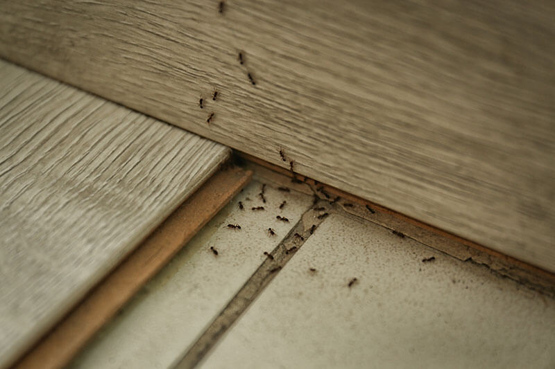 Ants crawling through cracks in flooring and walls