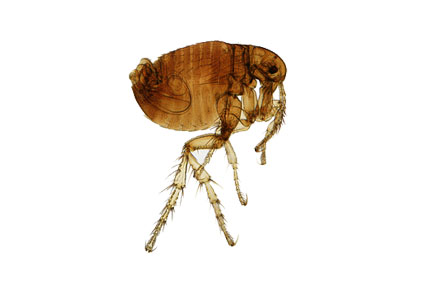 flea pest control