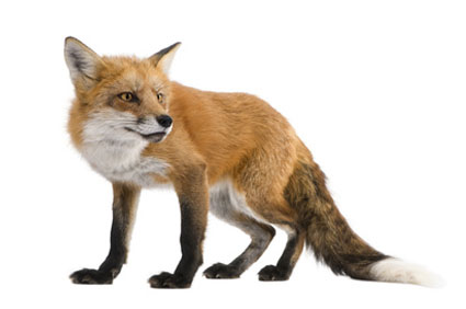 fox pest control